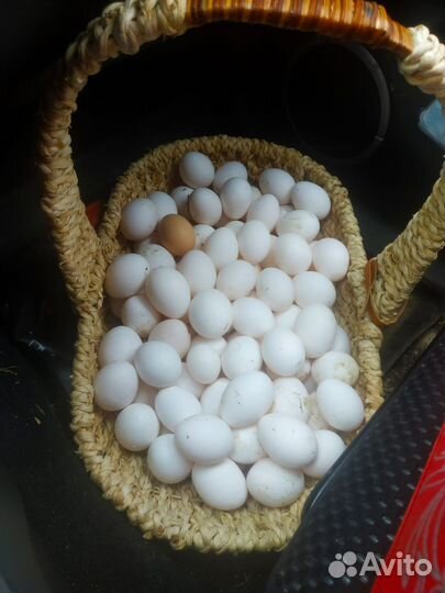 Индюки биг 6, хайбрид конвертер яйцо импорт