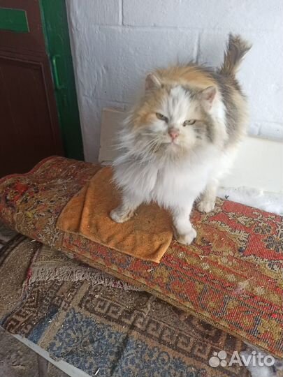 Кошечка в добрые руки