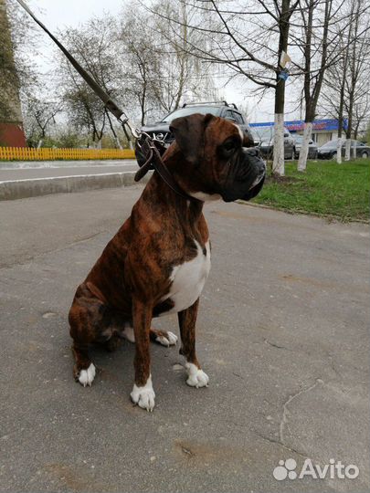 Боксер кобель вязка