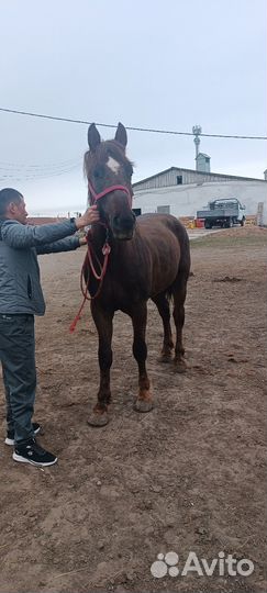 Продам лошадь