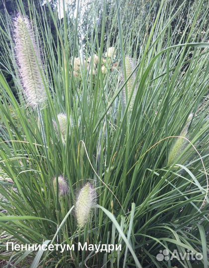 Декоративные /многолетние растения