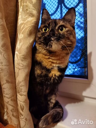 Кошка в дар