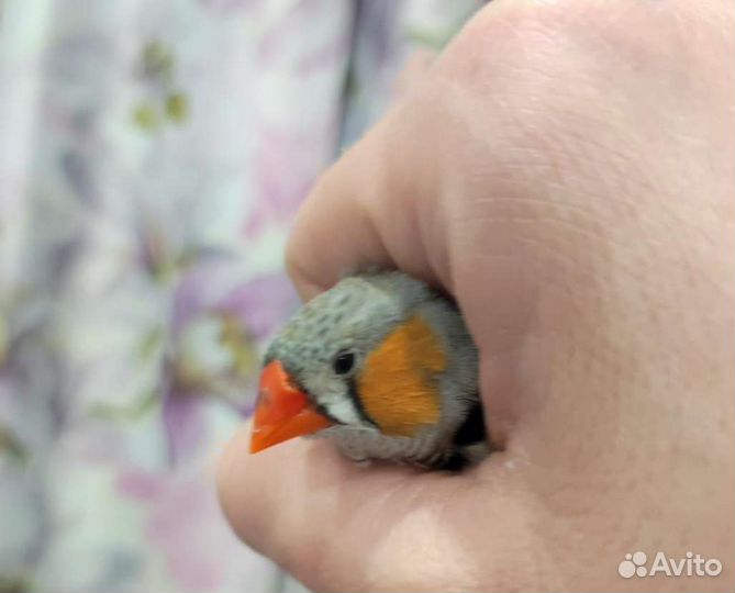 Самец зебрового амадина