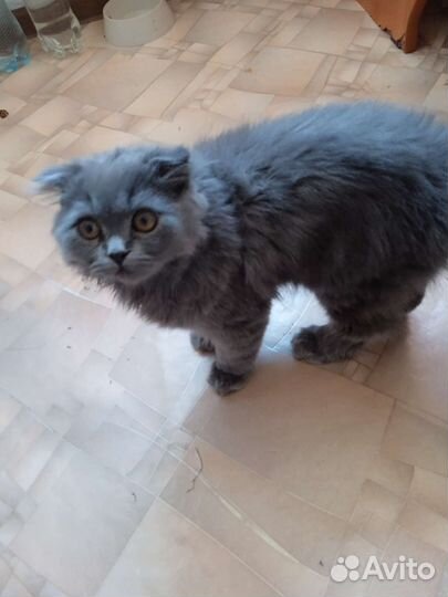 Британский кот