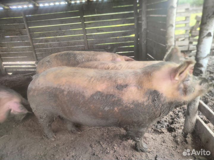 Свиньи поросята хряки