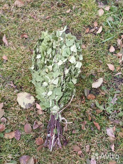 Веники березовые