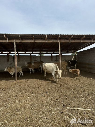 Коровы с телятами