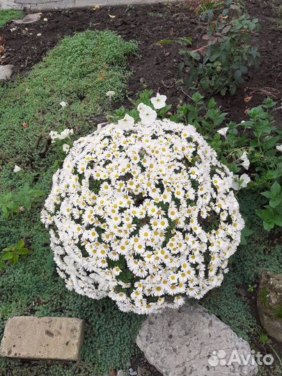 Хризантемы