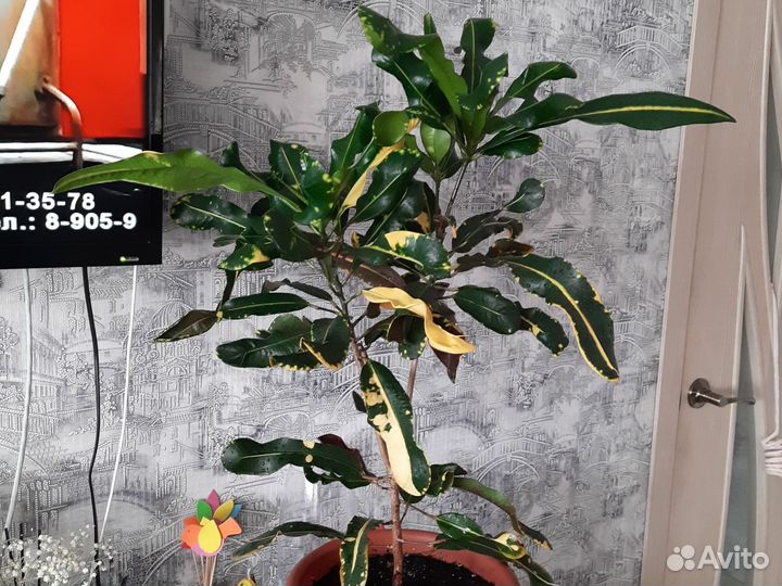 Кротон Гуаябо(мамми)