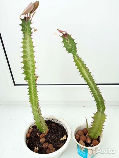 Молочай трехгранный