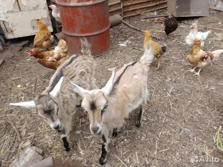 Продам 2х месячных козлят
