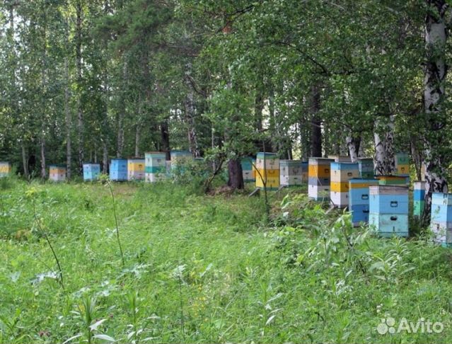 Мед 24 года натуральный опт