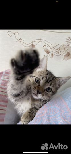 Котенок мальчик бесплатно