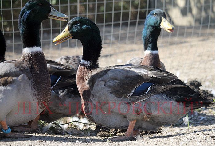 Селезни руанской утки