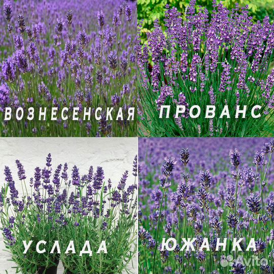 Лаванда саженцы