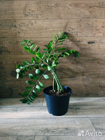 Замиокулькас