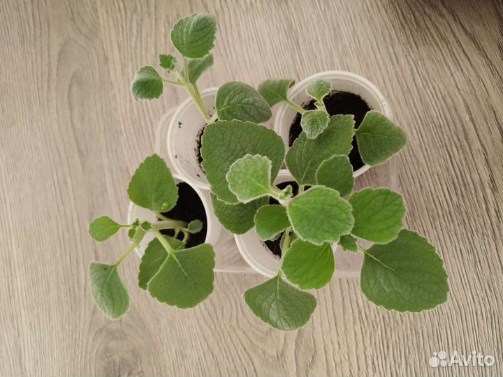 Плектрантус (комнатная мята)