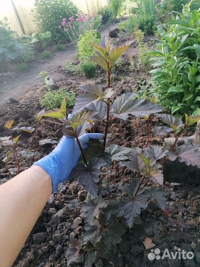 Лапчатка, пузыреплодник