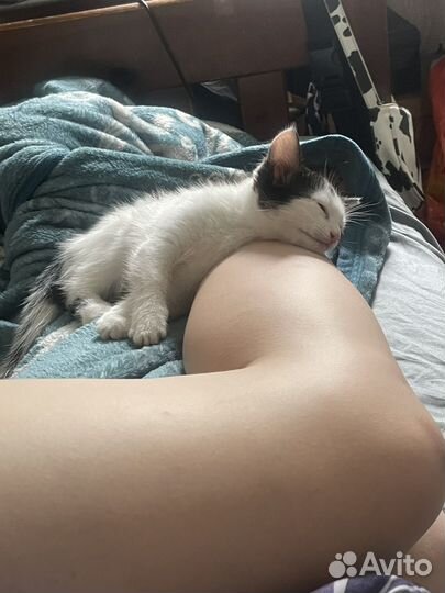 Котенок девочка в добрые руки