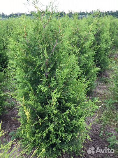 Туи Колонна