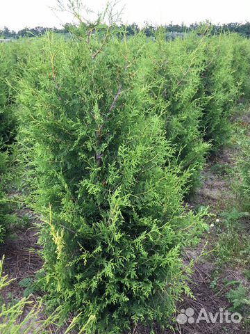 Туи Колонна