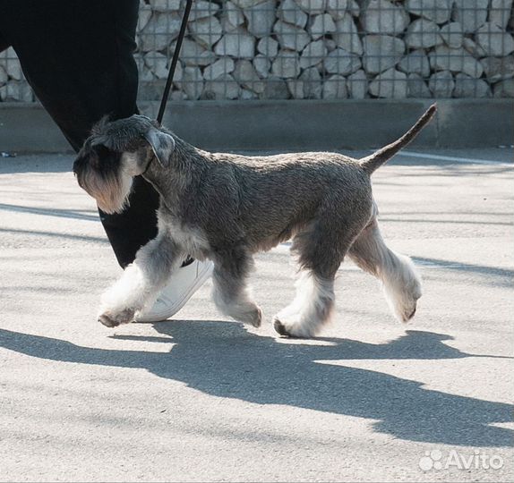 Щенки цвергшнауцера перец с солью