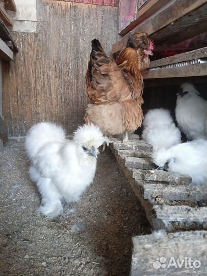 Китайские шелковые куры