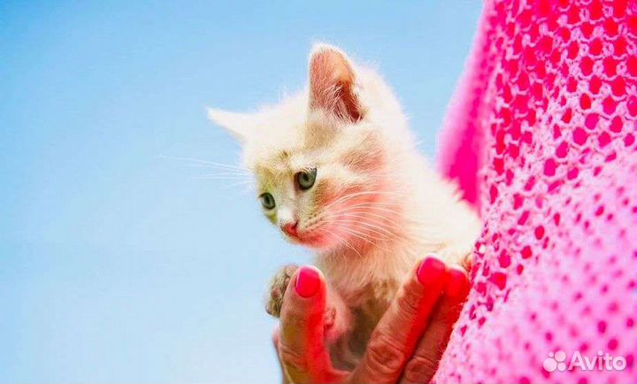 Котенок мальчик 2,5 мес