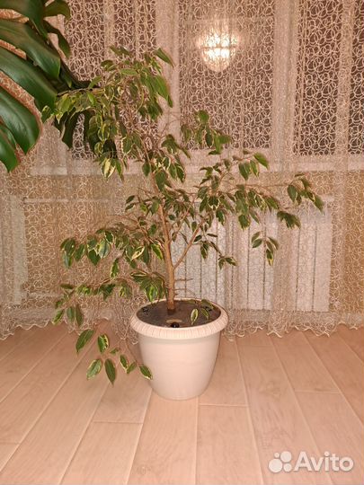 Фикус бенджамина