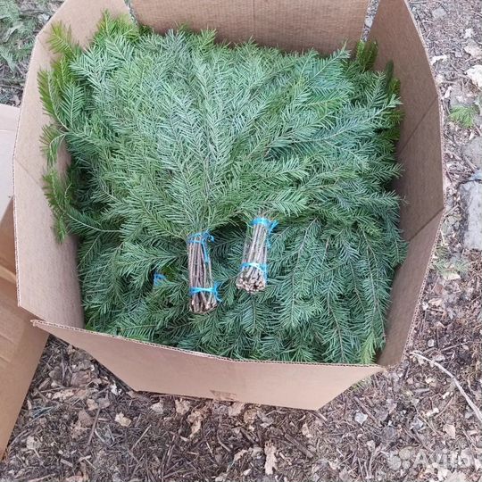 Пихтовые веники оптом