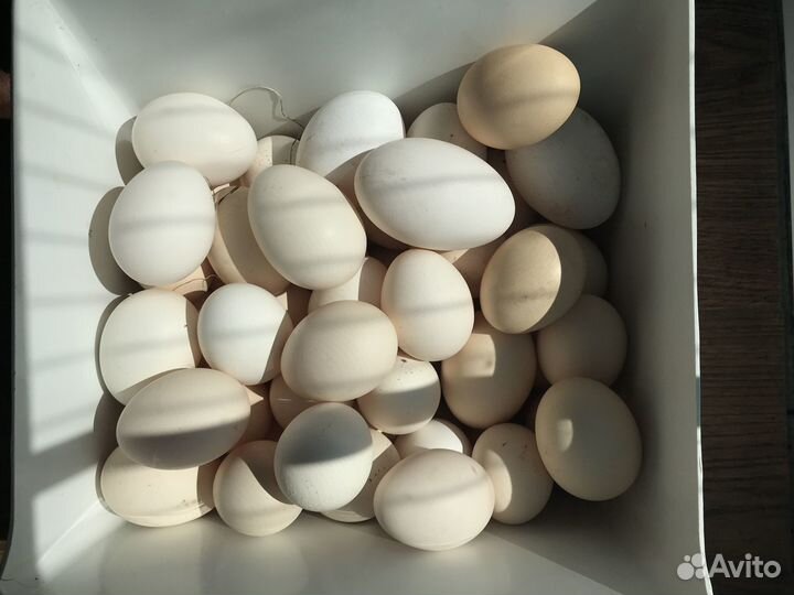 Яйцо куриное(Пушкинская порода)на инкубацию и еду)