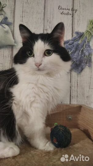 Кошка в дар