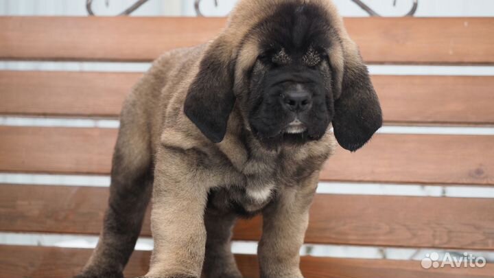 Мастиф(испанский)