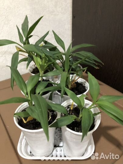 Драцена маргината