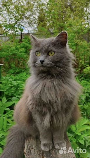 Кошка метис сибирской