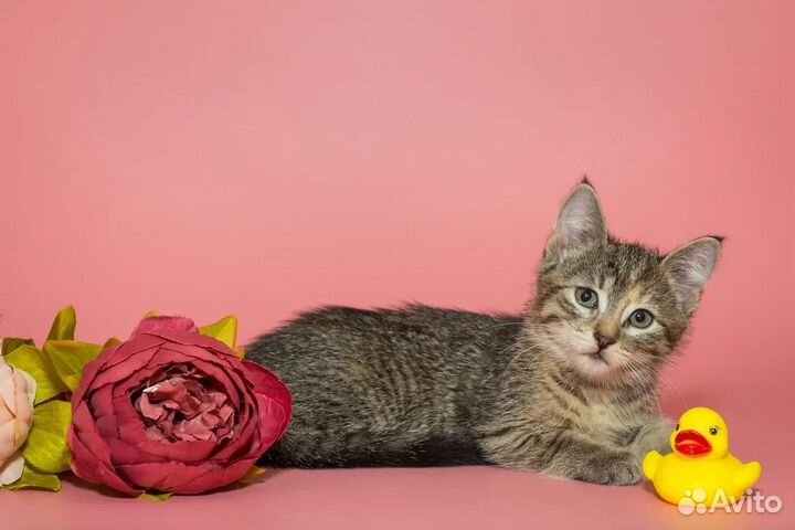 Котенок девочка Соня 2,5 мес