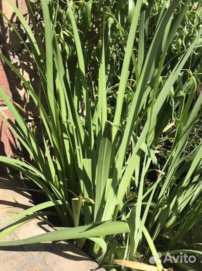 Растения для пруда