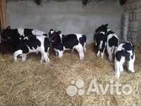 Продаются бычки черно-пестрые