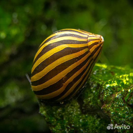 Улитка неретина зебра, леопард, билайн