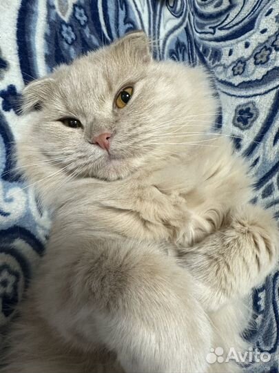 Котик вислоухий