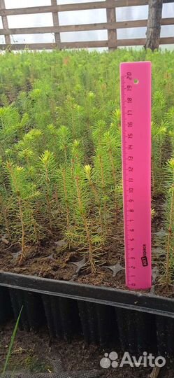 Сеянцы ели зкс и окс