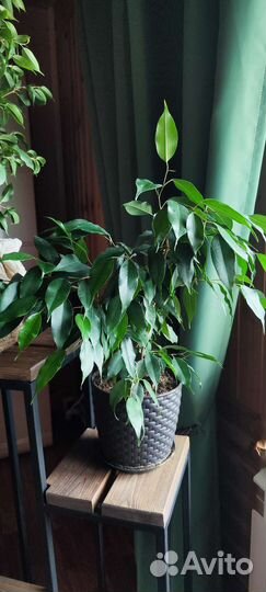Фикус бенджамина