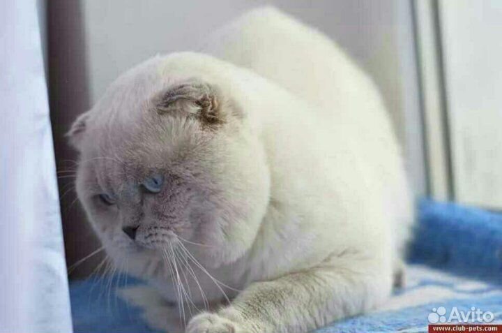Коты-вязка