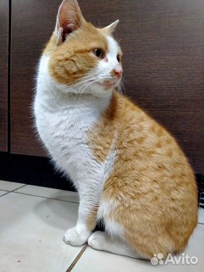 Молодой котик ищет дом