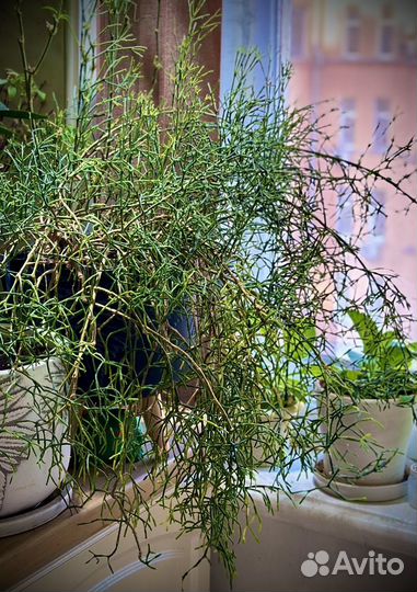 Хатиора 80-90 см, взрослое растение