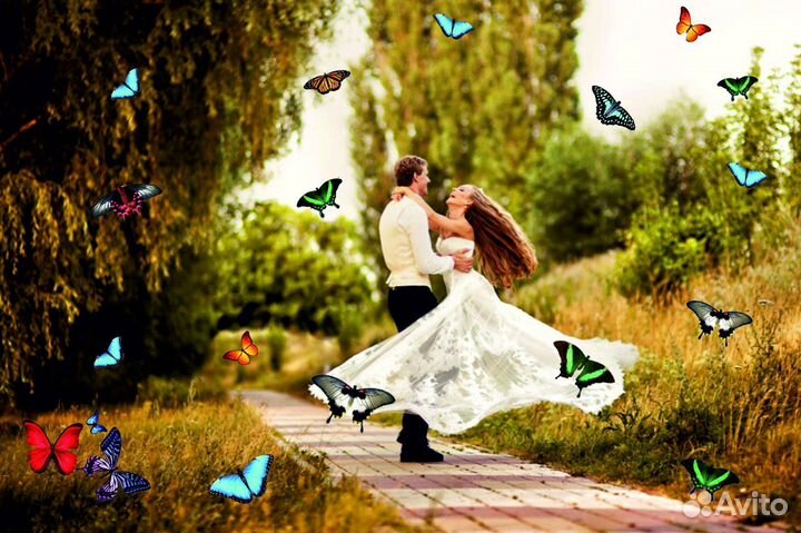 Салют из Живых Тропических Бабочек с/б-9