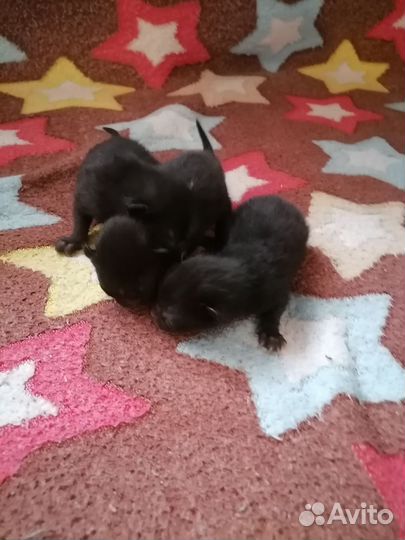 Отдам котят