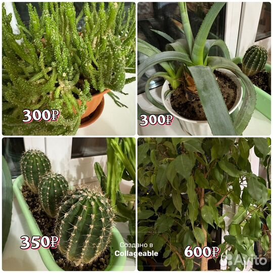 Комнатные растения цветы