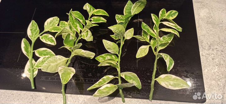 Педилантус