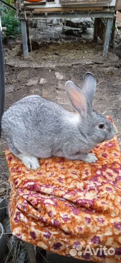 Кролики, шиншилла, калифорнийские,фландр
